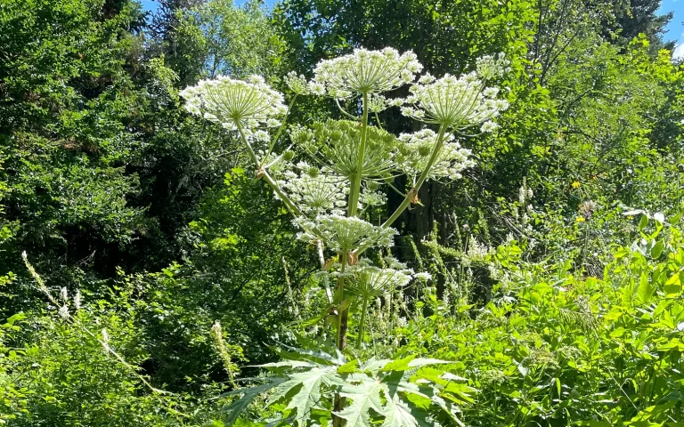 日本初確認か？猛毒植物「ジャイアント・ホグウィード（バイカルハナウド）」が北海道大学に出現