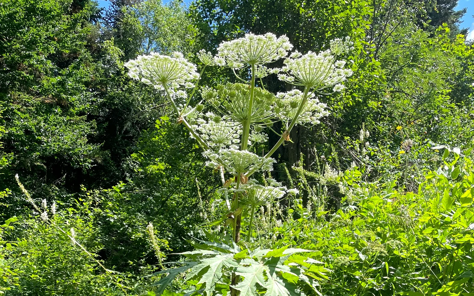 日本初確認か?猛毒植物「ジャイアント・ホグウィード(バイカルハナウド)」が北海道大学に出現