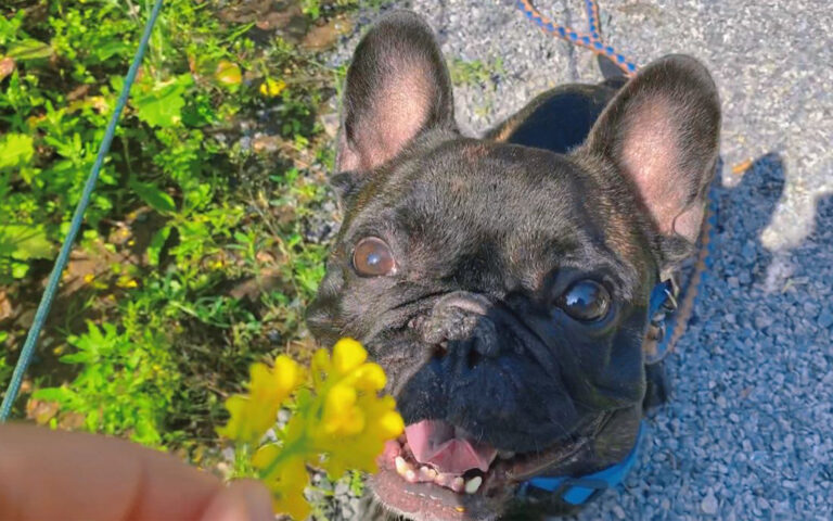 フレンチブルドッグの幸せな犬生：食べて寝て遊ぶ三位一体の快楽哲学